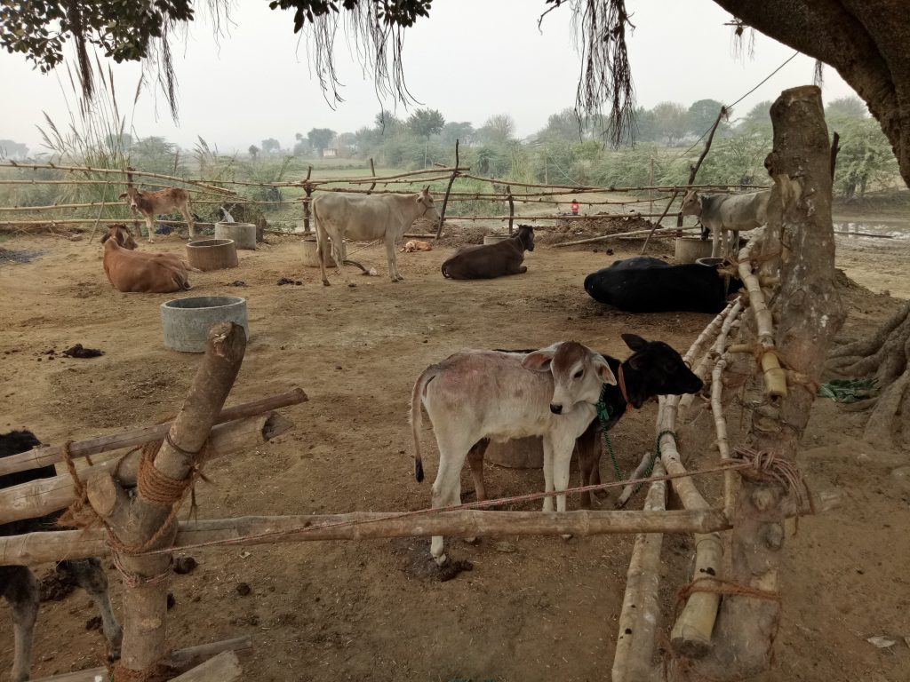 Cows and calfs at Raval