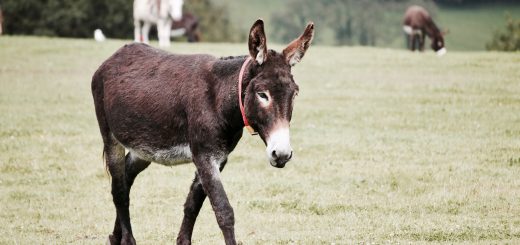 A Donkey