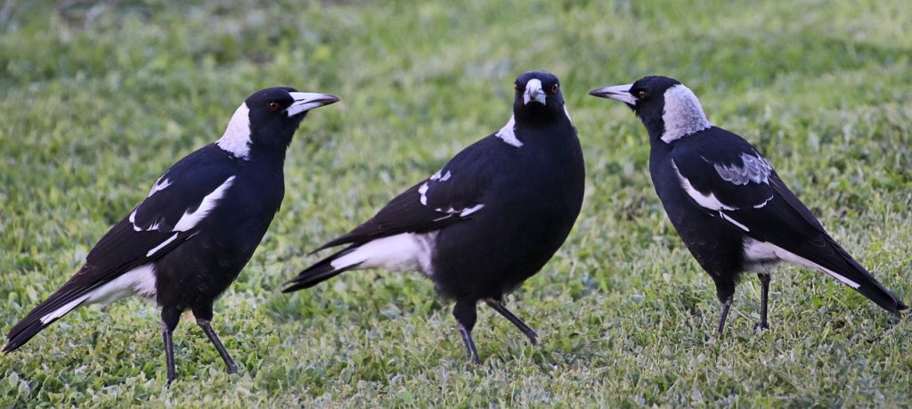 Australian Magpies