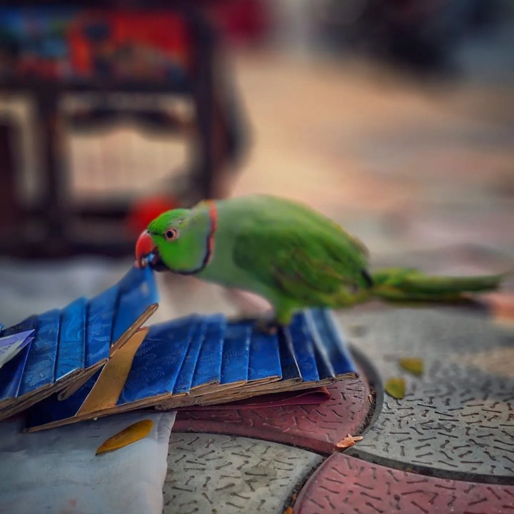 A Parrot Pick up a Card